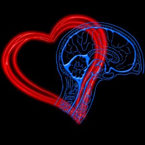 The Connection between the Brain and the Heart
